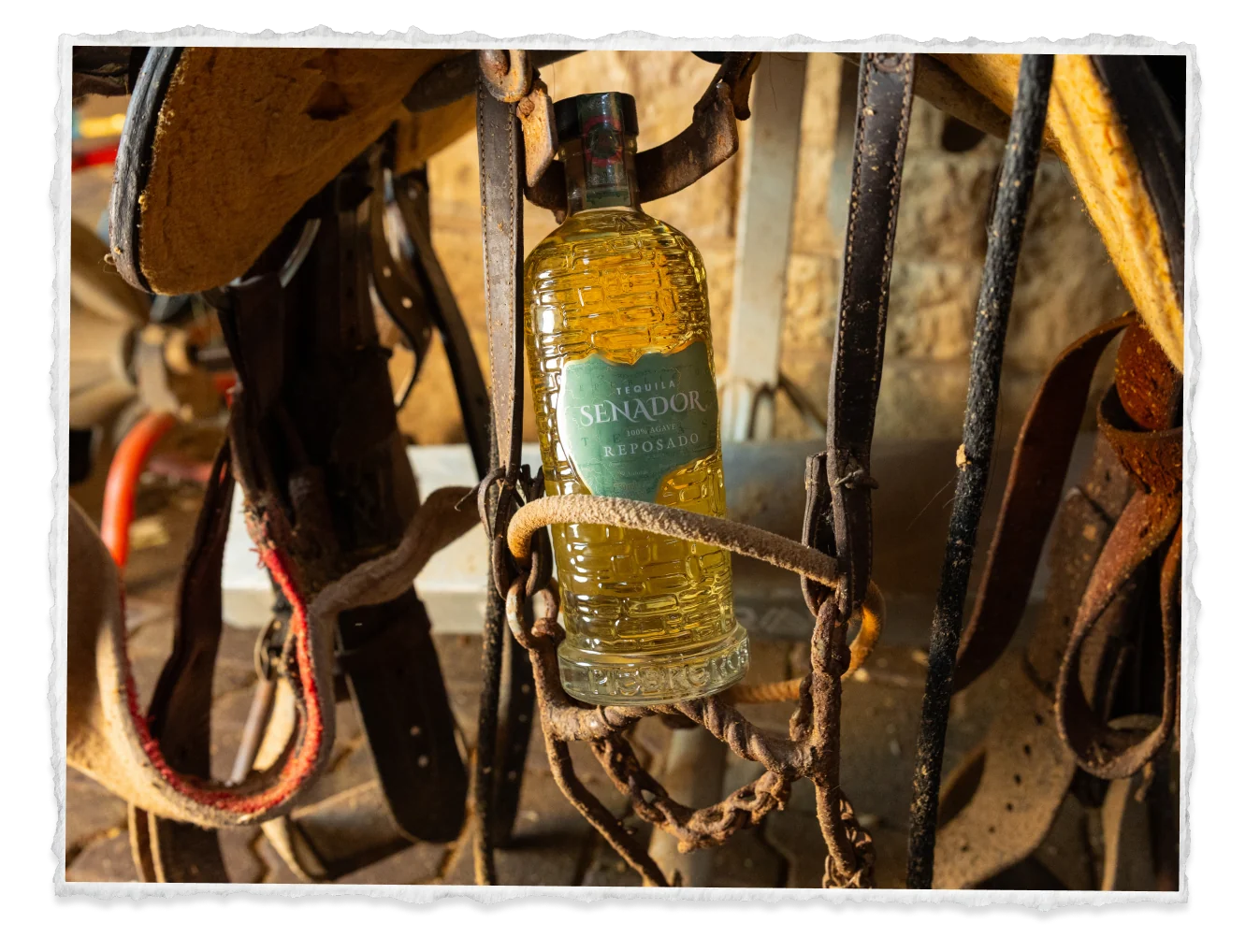 Senador Reposado bottle hung in leather tack in the stable